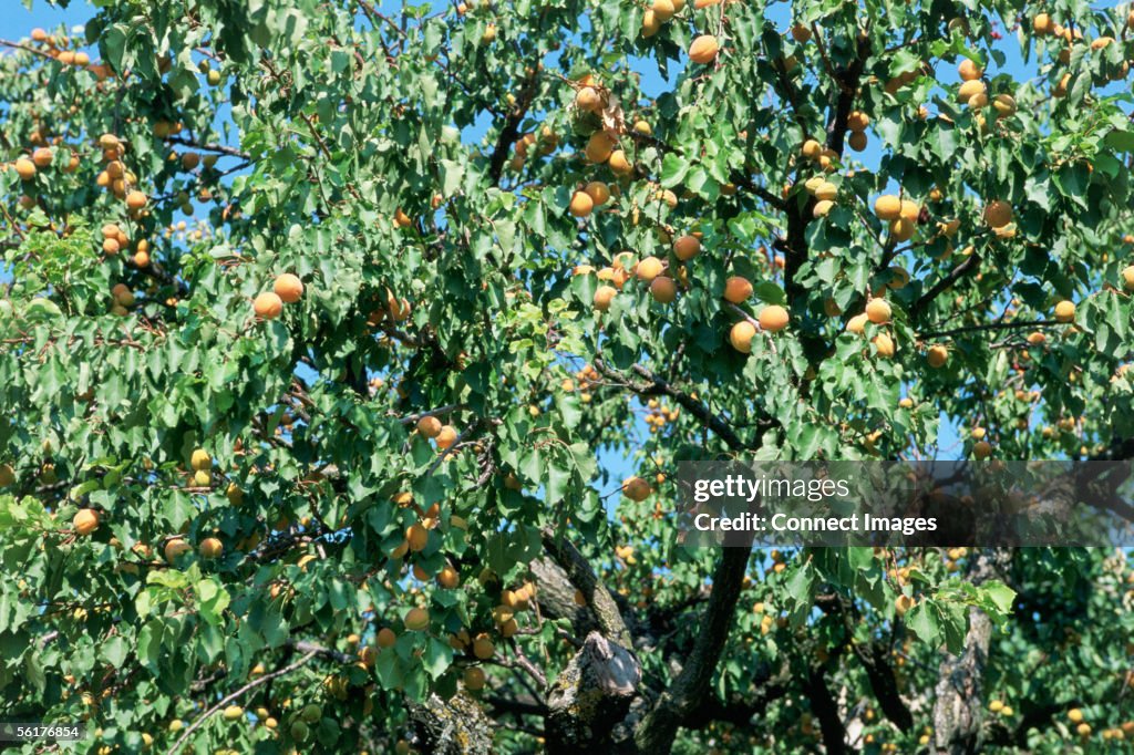 "Apricot trees in Oppede, Luberon"