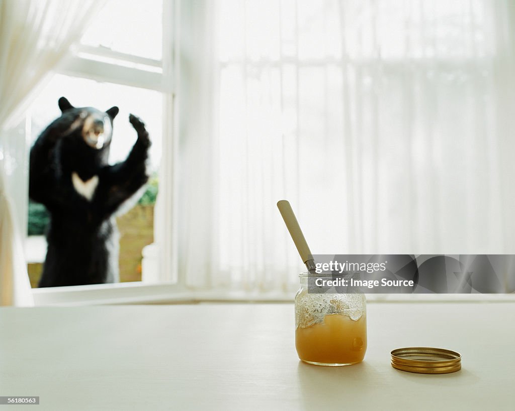 Bear looking at honey pot through a window