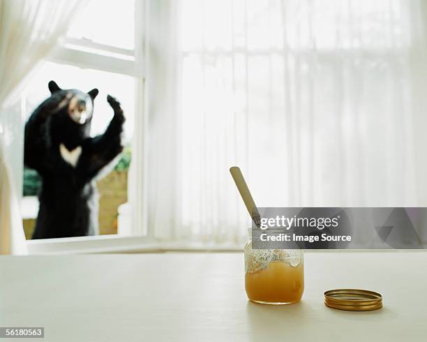 urso olhando para pote de mel através de uma janela - angry bear imagens e fotografias de stock