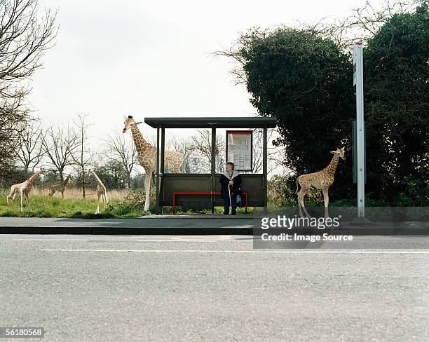 woman waiting for a bus surrounded by giraffes - urban wildlife stock pictures, royalty-free photos & images