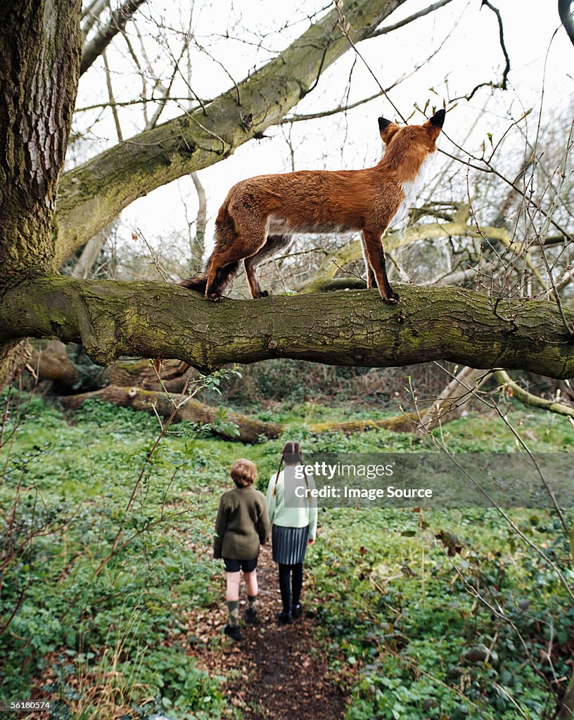 Fox watching children walking in the woods