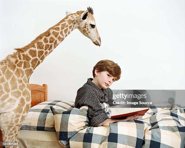 boy reading with giraffe looking over his shoulder - white giraffe bildbanksfoton och bilder