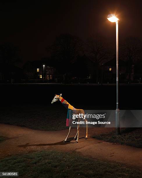 giraffe in the street at night - giraffe stock pictures, royalty-free photos & images