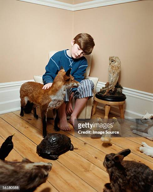 boy stroking stuffed animals - pet rabbit stock pictures, royalty-free photos & images