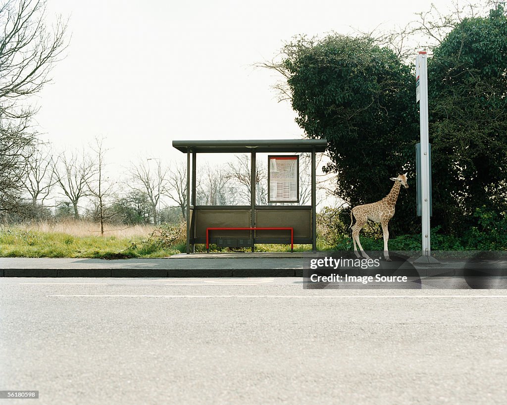 Giraffe at a bus stop