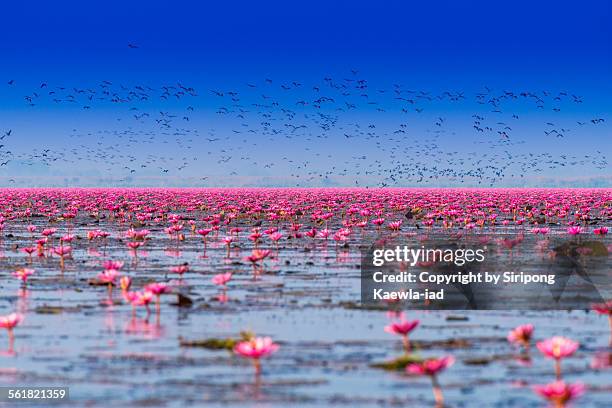 pink water lilies with birds in the lake - lotusblume stock-fotos und bilder