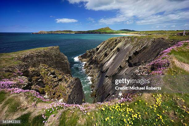 wild flowers on cliffs of pembrokeshire coast path - south wales stock pictures, royalty-free photos & images