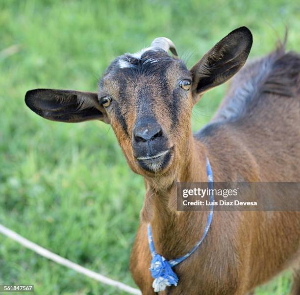 portrait of a brown goat - flehmen behaviour stock pictures, royalty-free photos & images