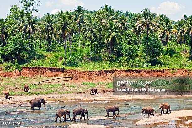 elephant orphanage at pinnewala. sri lanka - sri lanka elephant stock pictures, royalty-free photos & images