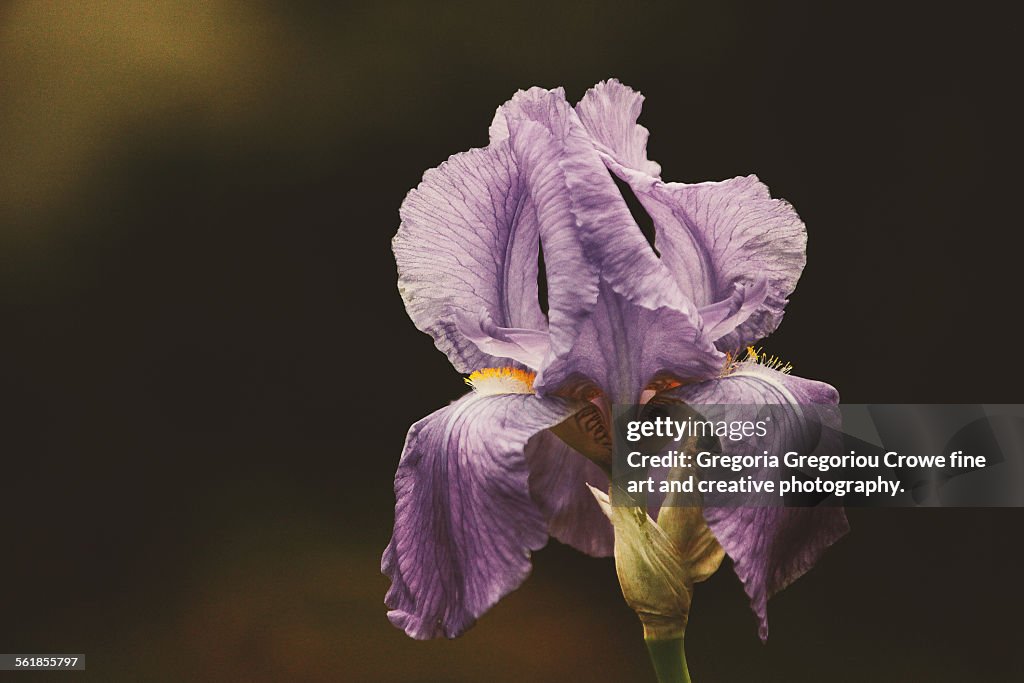 Blooming Iris