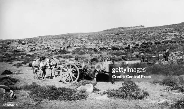 Mules used for transport by allied troops grazing on the Gallipoli peninsula in Turkey during the Gallipoli campaign, 1915.