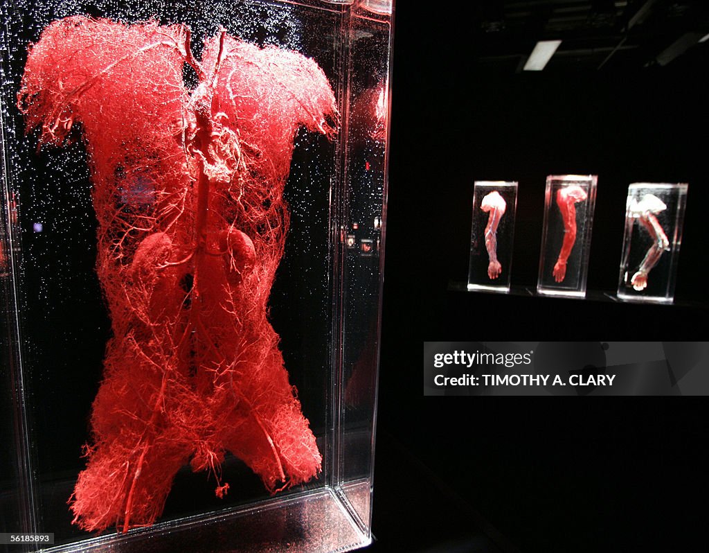 Real Human Veins Look At These Real Human Veins real-human-veins-look-at-these-real-human-veins