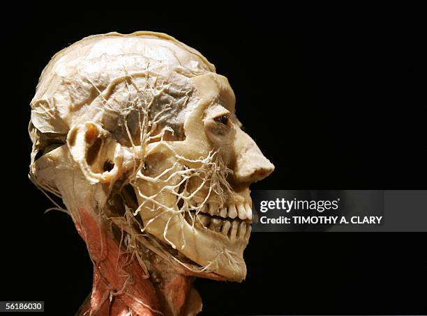 New York, UNITED STATES: A human head showing the nerves is seen during an advance preview 16 November 2005 for "Bodies...The Exhibition" featuring...