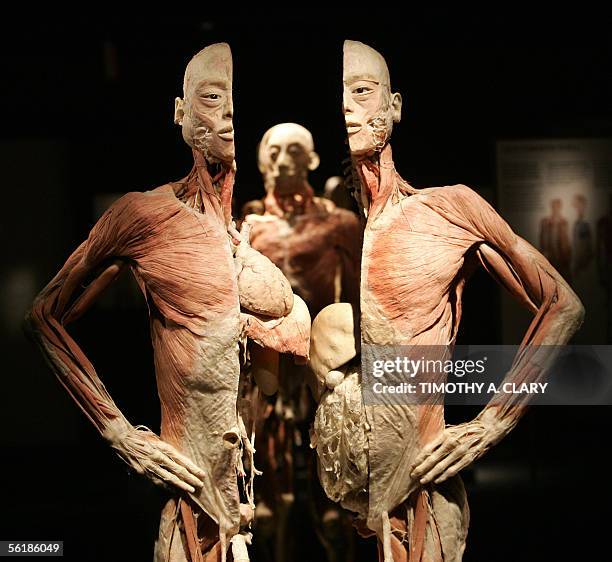 New York, UNITED STATES: A human body cut in two during an advance preview 16 November 2005 for "Bodies...The Exhibition" featuring real humans that...