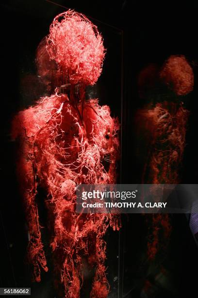 New York, UNITED STATES: A preserved human's blood vessels are seen during an advance preview 16 November 2005 for "Bodies...The Exhibition"...