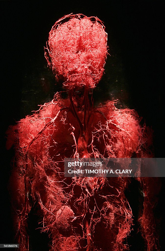 A preserved human's blood vessels are se