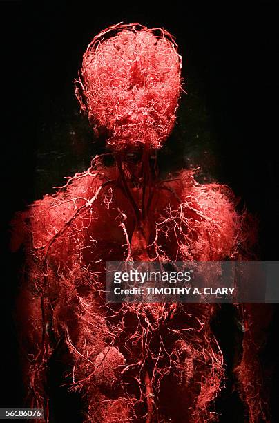New York, UNITED STATES: A preserved human's blood vessels are seen during an advance preview 16 November 2005 for "Bodies...The Exhibition"...