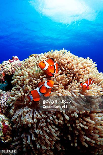 western clown anemonefish - clown fish stock pictures, royalty-free photos & images