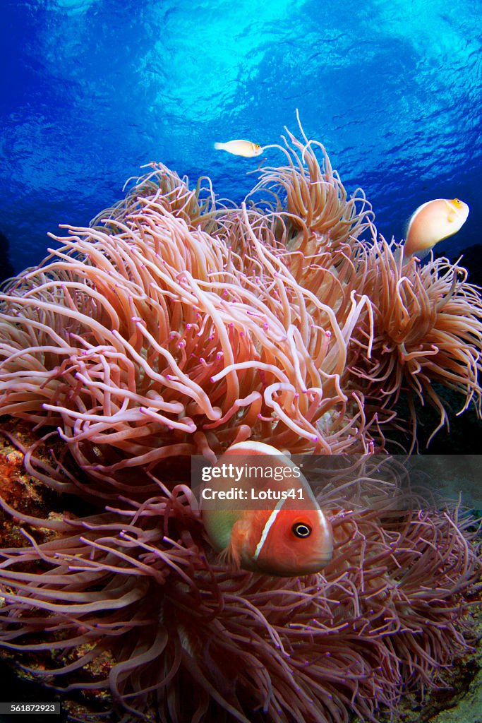 Pink anemonefish