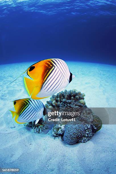 threadfin butterflyfish - butterflyfish stock pictures, royalty-free photos & images