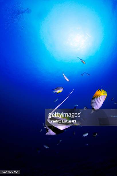 pennant coralfish - longfin bannerfish stock-fotos und bilder