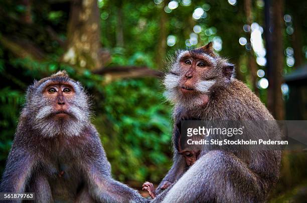 asian monkey family - ubud monkey forest stock pictures, royalty-free photos & images