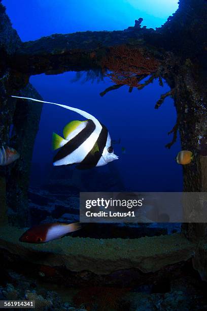 pennant coralfish - longfin bannerfish stock-fotos und bilder