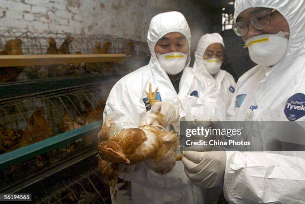 Health workers inject bird flu vaccine to a chicken at a poultry farm during an anti-bird flu rapid reaction drill at Xizhai Village in Taiping...