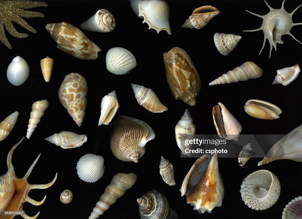 Difference Shells Collection Of Different Seashells Isolated High-Res Stock Photo - Getty ...