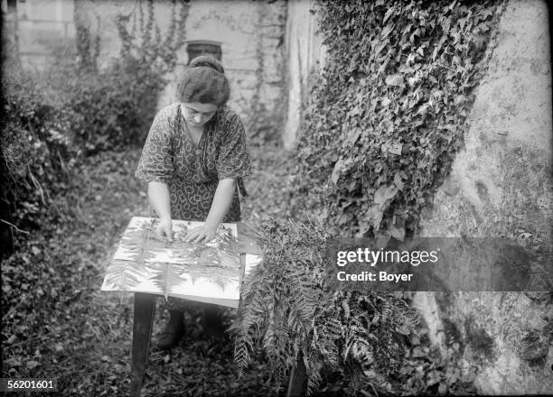 Sterilization of ferns. Ferns between blotting paper sheets of oxalic acid. France, 1925.