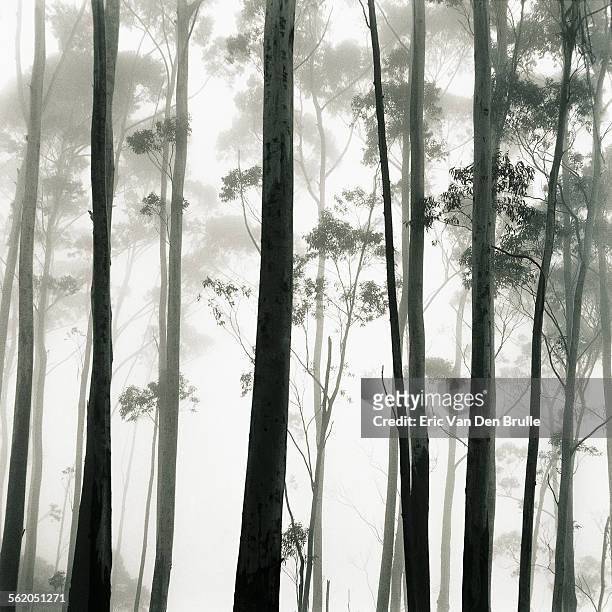 tilb tilba, austrailia - trees in mist - eric van den brulle ストックフォトと画像