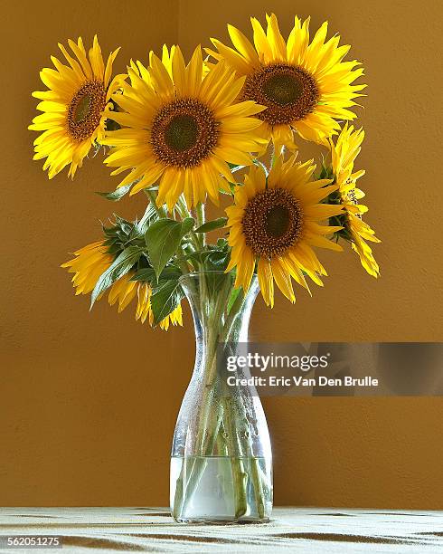 sun flowers in a vase - eric van den brulle ストックフォトと画像