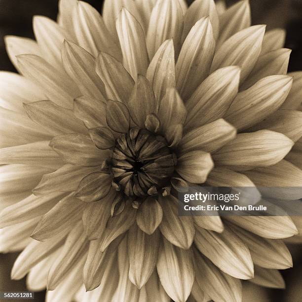 flower with symmetrical petals - eric van den brulle ストックフォトと画像