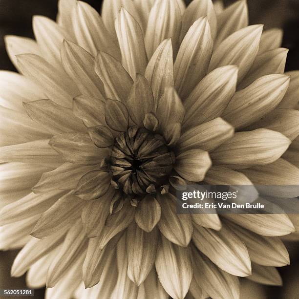 flower with symmetrical petals - eric van den brulle stock pictures, royalty-free photos & images