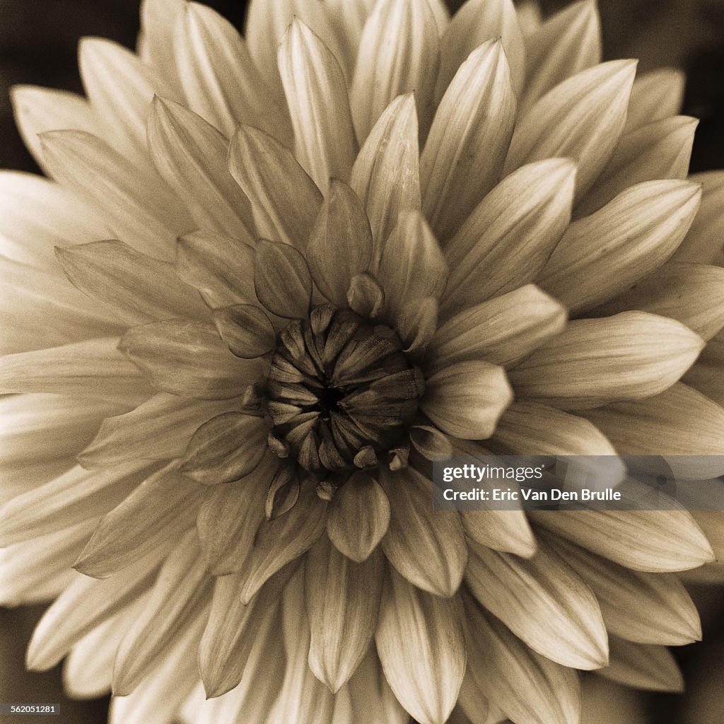 Flower with symmetrical petals