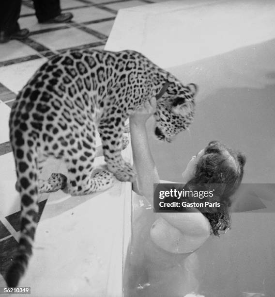 Woman Riding A Leopard Female Leopard Photos and Premium High Res Pictures - Getty Images