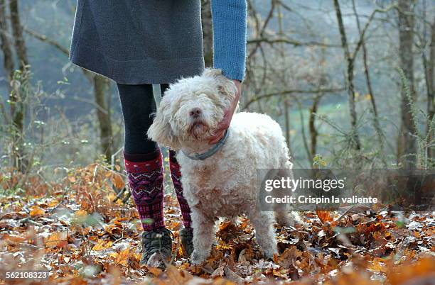 woman with dog in the forest - bush dog stock pictures, royalty-free photos & images