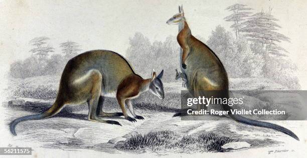 Kangaroos male and female. Engraving from a drawing of Edouard Travies .