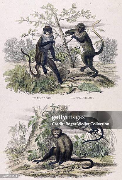 Monkeys: "blanc nez", "callitriche", "pajou gris" and "tamarin negre". Engraving, XIXth century.