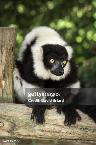 Lemur Varecia Lemur Varecia