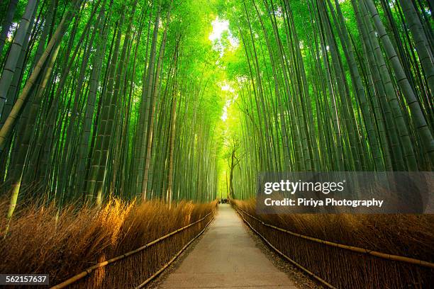 bamboo forest - kyoto stock-fotos und bilder