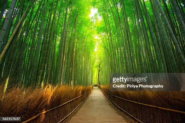 bamboo forest - kyoto prefecture 個照片及圖片檔