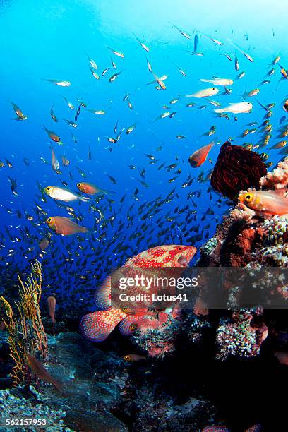coral grouper - coral hind stock pictures, royalty-free photos & images