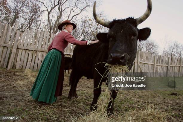 Lydia Hicks touches a cow as she feeds it in the 1627 Pilgrim Village at "Plimoth Plantation" where she and other role-players portray Pilgrims seven...