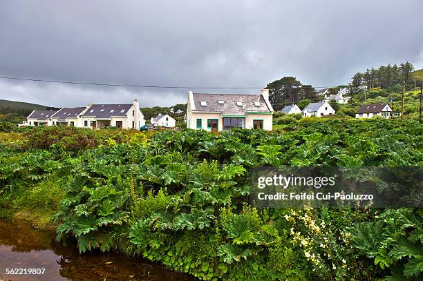 gunnera plants in front of residential building at doogort village, achill island, county mayo, ireland - gunnera plant fotografías e imágenes de stock