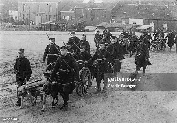 World War I. The Belgian front near Ypres. The machine guns dragged by dogs. End of 1914. BRA-100916.