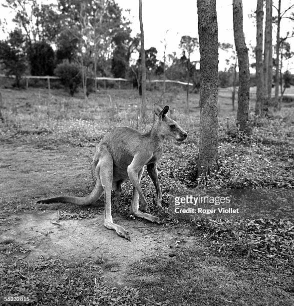 Kangaroo. Reserve of Brisbane , February 1964.