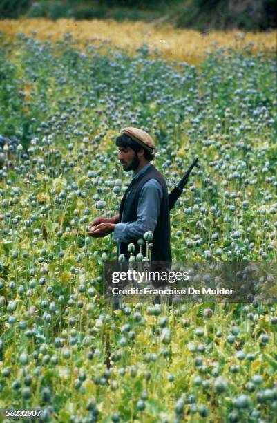 Afghanistan. Armed peasant, in a field of poppies, 1995. FDM-2155-18.