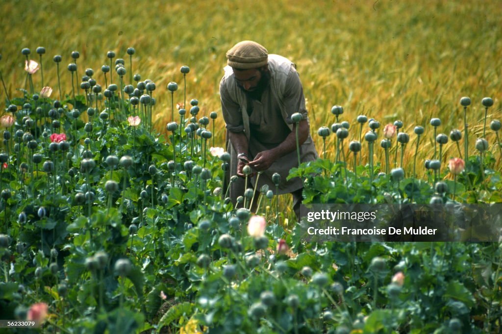 Cultivation of poppy. Afghanistan, 1995.