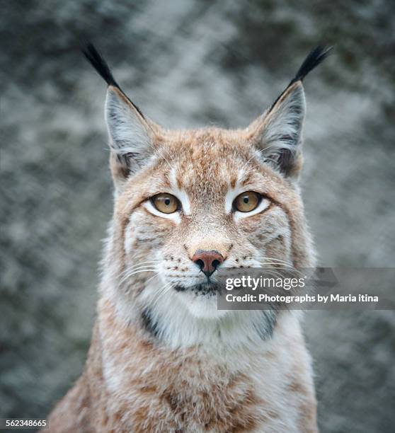 lynx portrait - luchs stock-fotos und bilder